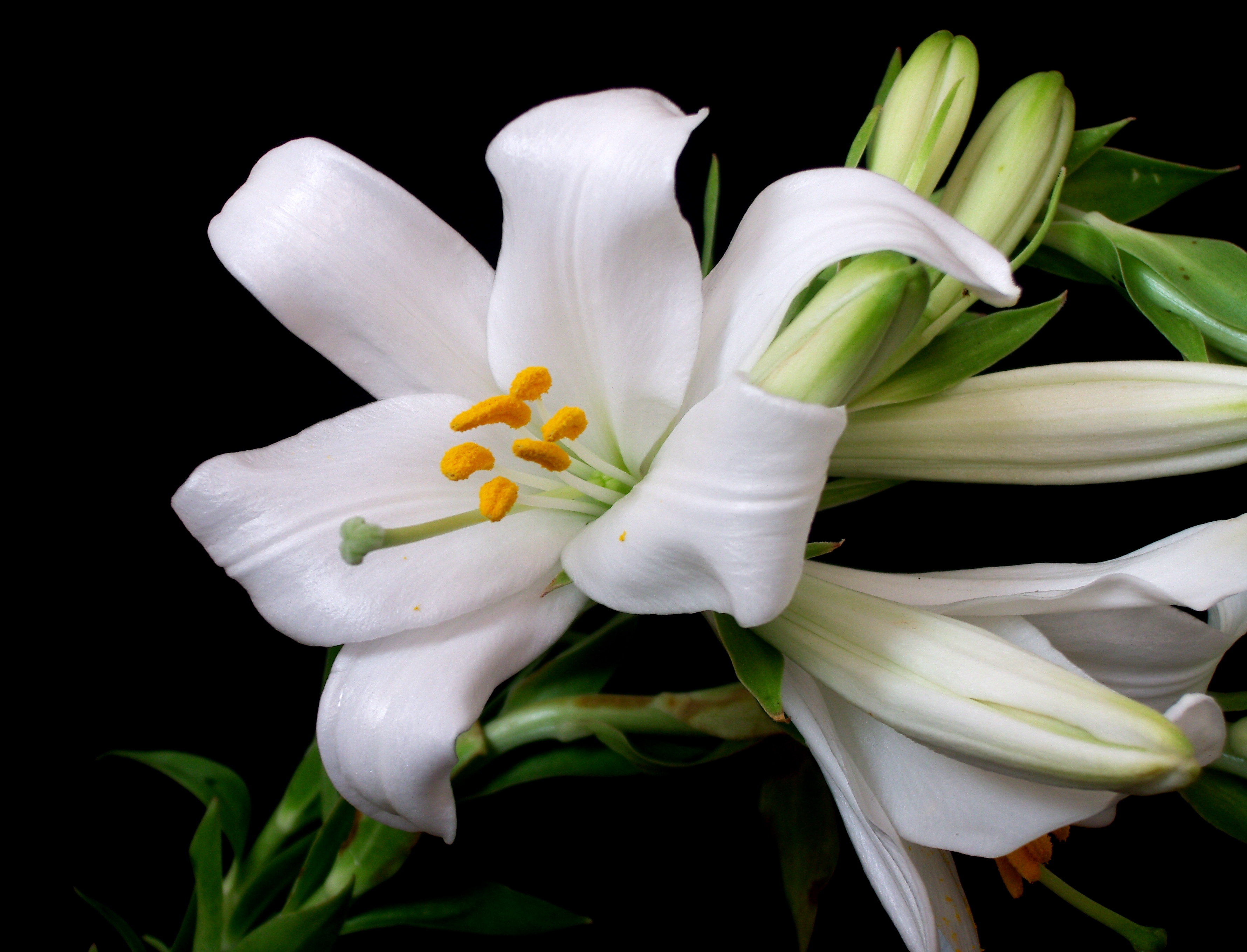 Madonna lily